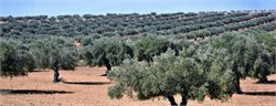 Proper Application of Fertilizers May Lead to More Consistent Olive Harvests